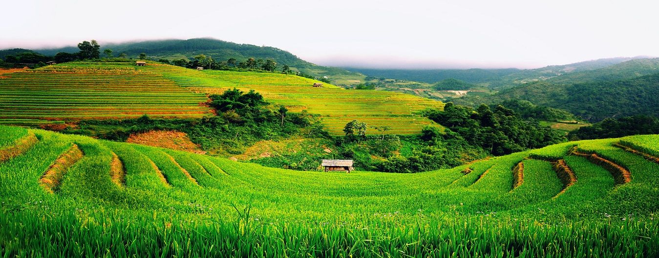 cây công nghiệp 3