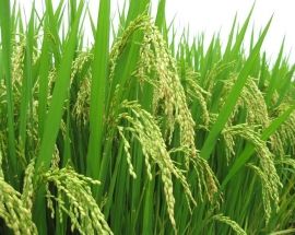 Lợi ích bón phân 