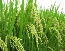 Lợi ích bón phân 